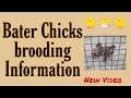 बटेर पिल्ले ची ब्रूडिंग बद्दल थोडक्यात माहिती || Bater Chicks Brooding Information