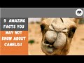 5 Fascinating facts About Camels You didn