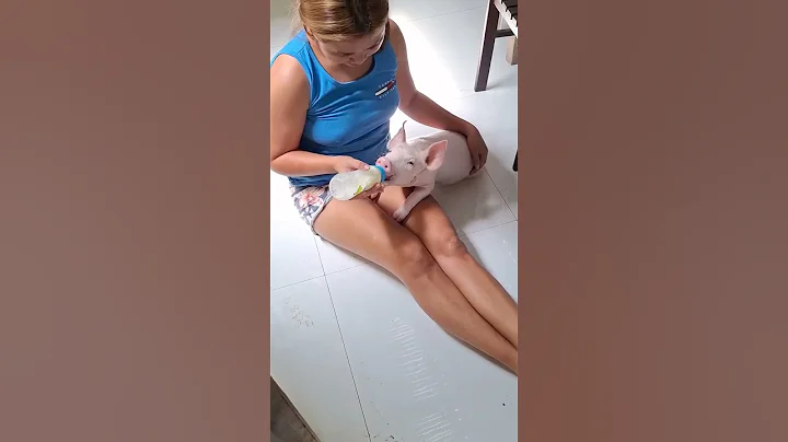 piglet milk feeding #pig #hogger #pigbreeding #animals #pigfarming #hogs #piggy #farming