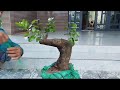 M366 gl cây vú sữa bò 200k LH 0707713796 Khương bonsai 