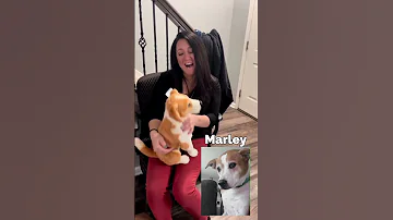 Petsies Custom Plushie Unboxings 