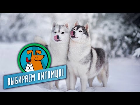 Большие собаки для дачи. Выбираем питомца @moyaplaneta