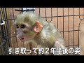 ヨボヨボだった高齢のお猿さんを引き取って２年半・・・。お世話した結果、見違えるほど若々しい姿になりました！