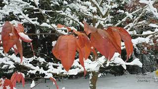 Oxydendrum arboreum kysloun stromový