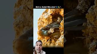Bird vs Snake : Epic Survival Battle 😱🔥 #shorts #wildlife #animals #birds #snake #vulture #viral