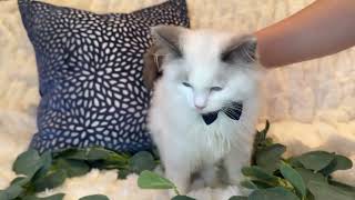 AMELIA KITTEN #2  BEAUTIFUL MALE BLUE- BI-COLOR $1300 READY FOR HIS  NEW HOME. by Lori 157 views 3 months ago 1 minute, 35 seconds