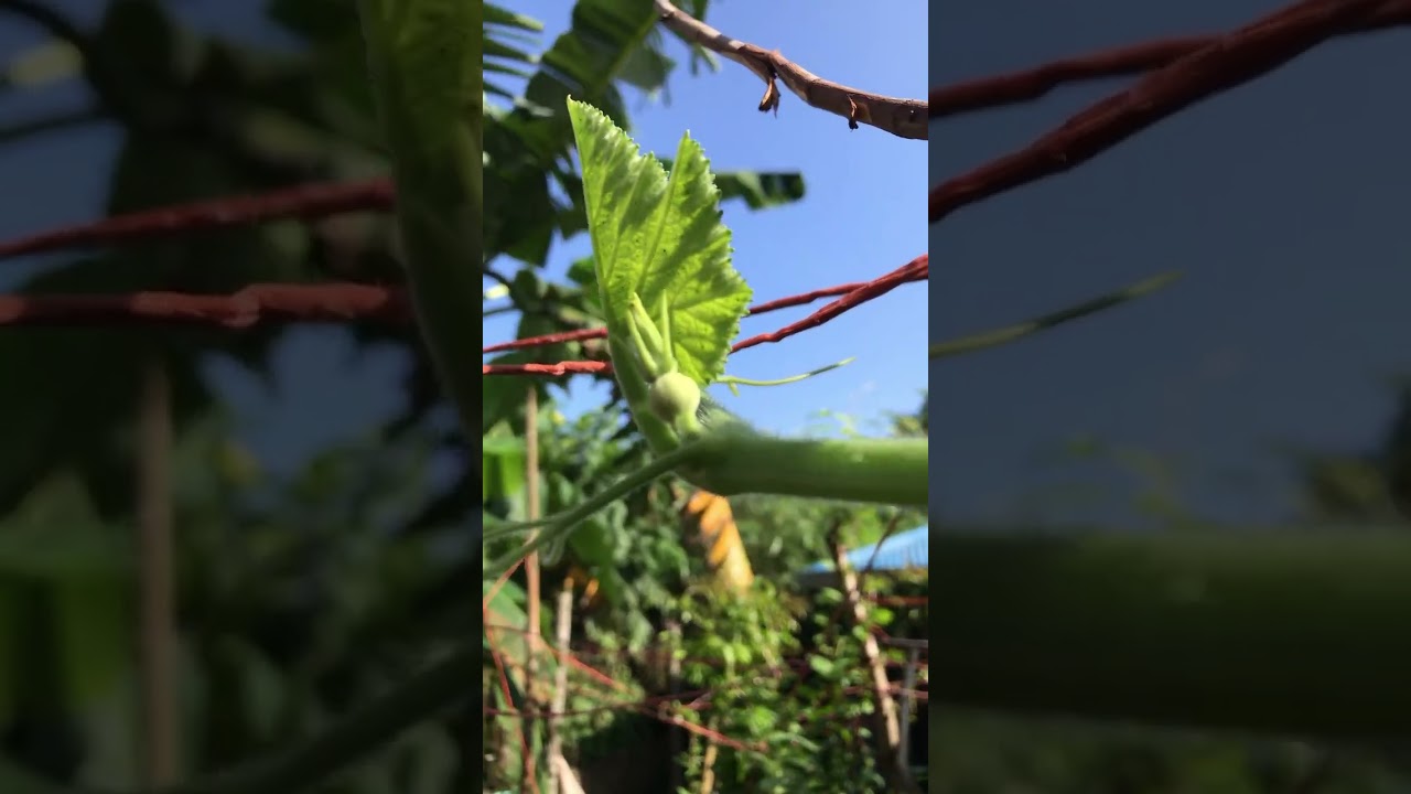 How to Identify Male Squash Flower Buds from Female Buds