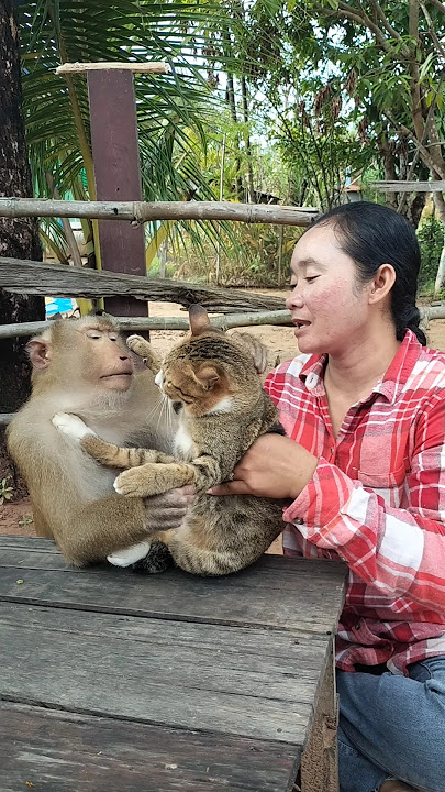 Best SokYaa,OG, ToTo Animals Are So Awesome #shorts