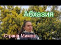 Абхазия Страна Мимоз