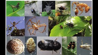 Insectos, arañas y caracoles en cultivos de cacao y café.