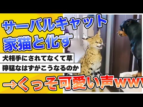 【2ch動物スレ】【悲報】カッコいいサーバルも家で飼ったらこうなってしまうwww