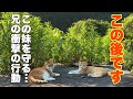 信じられない…兄猫が見せた“怒り”の相手とは?