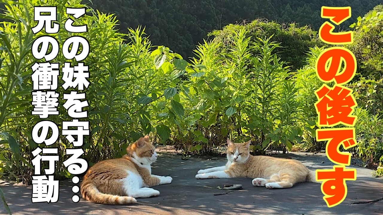 Cats living in a mountain village in Japan. - YouTube