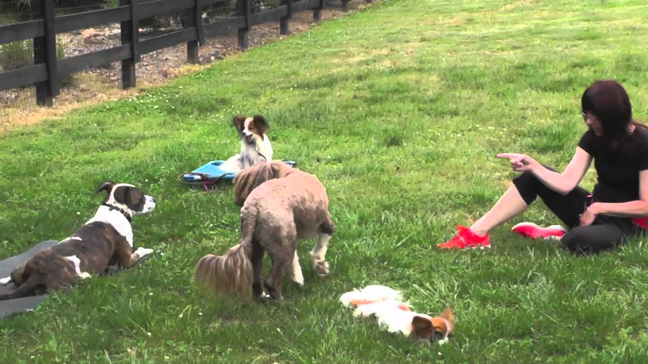 Dog-Training-Big-&-Toy-Together-Cute-Papillons-Water-Dog-Boxer-Greyhound puppy paradise