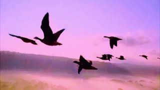 Born 2 Live - O.C. (Slowed)