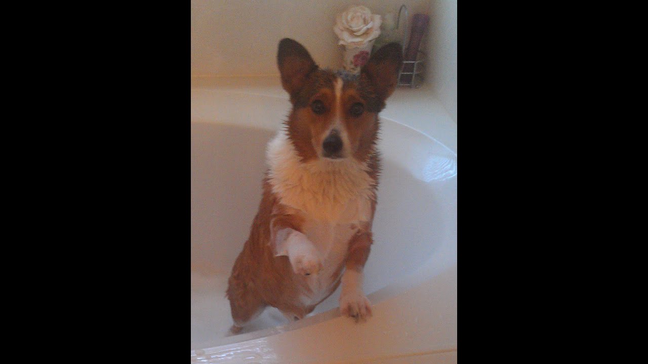 Banjo-Kazooie: Nuts & Bolts (Tumblin' Domies) Corgi Challenge 18 November 2022