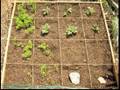 How to Plant Square Foot Gardens : Less Work: Square Foot Garden Benefits