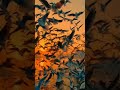 ستوري طيور انستغرام