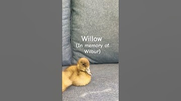 The ducks names! Thank you for all of the ideas!! #trending #shorts #duck #cute #name #funny