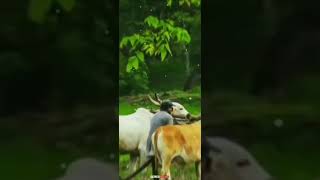 Farming 4k WhatsApp status | Raj edit status video #shorts #Yt #farming #farmer #India