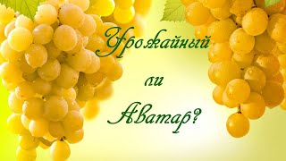 Урожайный ли  Аватар?