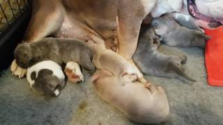 Bulldog X Staffy Pups 5 Days Old