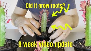 African milk tree cutting propagation (8 week update) | Did it grow roots?? | Euphorbia Trigona