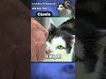 Cassie video