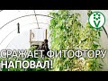 УКСУС И ПЕРЕКИСЬ ВОДОРОДА И ПОЧВА КАК НОВЕНЬКАЯ! Чем обеззаразить почву от болезней и вредителей