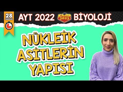 Nükleik Asitlerin Yapısı | AYT Biyoloji #Kamp2022