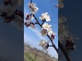 Мій садок біля хати