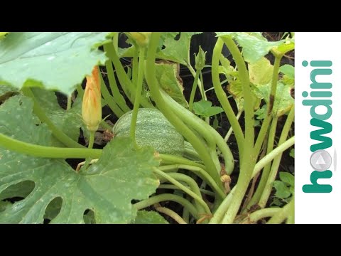 Video: Culegerea plantelor de dovlecel - Aflați cum și când să recoltați dovleceii
