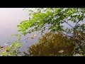 "Poéme" by Secret Garden & My world of images "Late Summer(晩夏)"