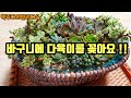 밤을잊은 그대에게  사연댓글 모음집2탄 /빈바구니에 다육꽂이(010-5585-3330)