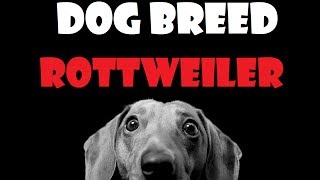 DOG BREED - Rottweiler [ENG]