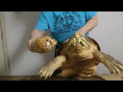 巨大ワニガメパイナップル斬り Alligator snapping turtle snaps a Pineapple off