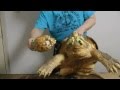 巨大ワニガメパイナップル斬り Alligator snapping turtle snaps a Pineapple off