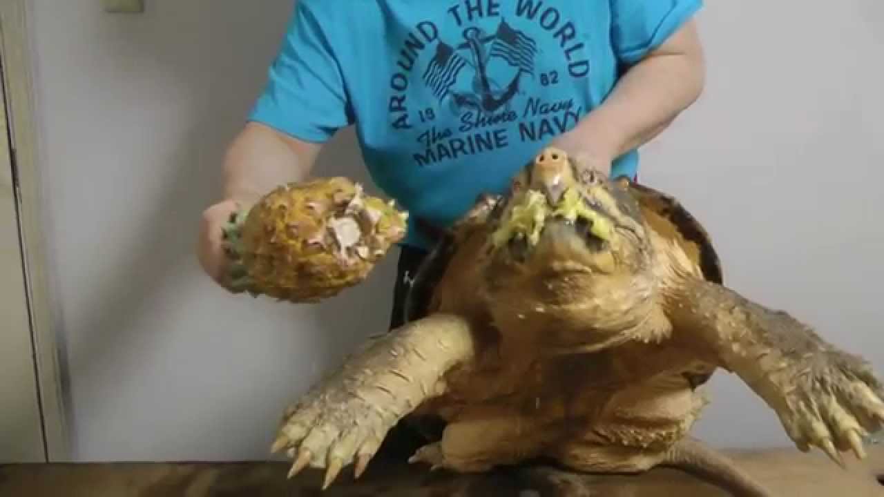 巨大ワニガメパイナップル斬り Alligator snapping turtle snaps a Pineapple off