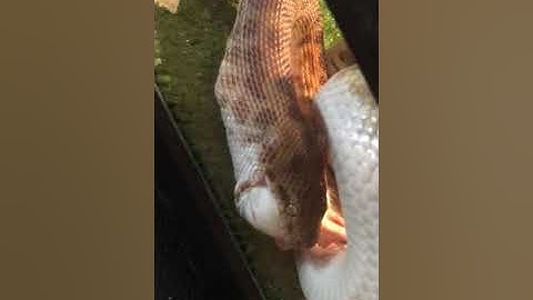 Jinx Stimsons Python swallows her mouse.