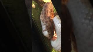 Jinx Stimsons Python Swallows Her Mouse.