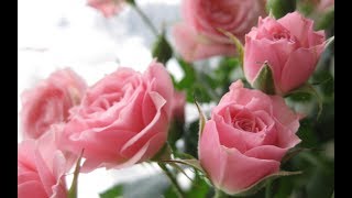 1180 - ВЛОГ/Тишка/Очень грустно/от 16 января 2020г 1180 - ВЛОГ/Тишка/Очень грустно/от 16 января 2020г