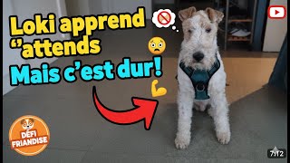 [Archives] Loki apprend "attends" | Jeu éducatif