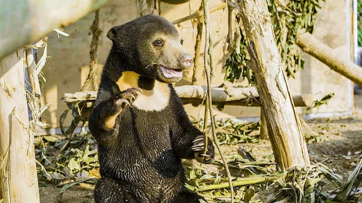 Orphan Sun Bear Gets A New Chance At Life | Bears About The House | BBC Earth - DayDayNews