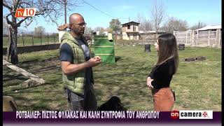 ON CAMERA  ΡΟΤΒΑΙΛΕΡ: πιστός φύλακας και καλή συντροφιά του ανθρώπου