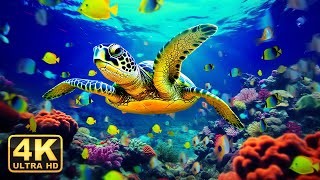 Aquarium 4K VIDEO (ULTRA HD) - Beautiful Coral Reef Fish - Sleep Relaxing Meditation Music