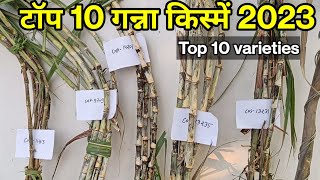 टॉप 10 गन्ना किस्में 2023 | Top 10 sugarcane varieties screenshot 3