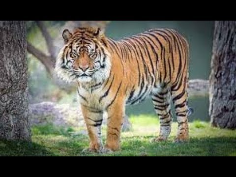 Tafsir Mimpi Dikejar Harimau Menurut Islam Rasanya Tafsir Mimpi Dikejar Harimau Menurut Islam Rasanya