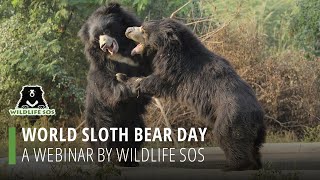 World Sloth Bear Day: Tracking India's Most Unique Ursines!