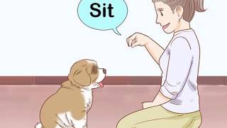 How to Train a Saint Bernard Puppy