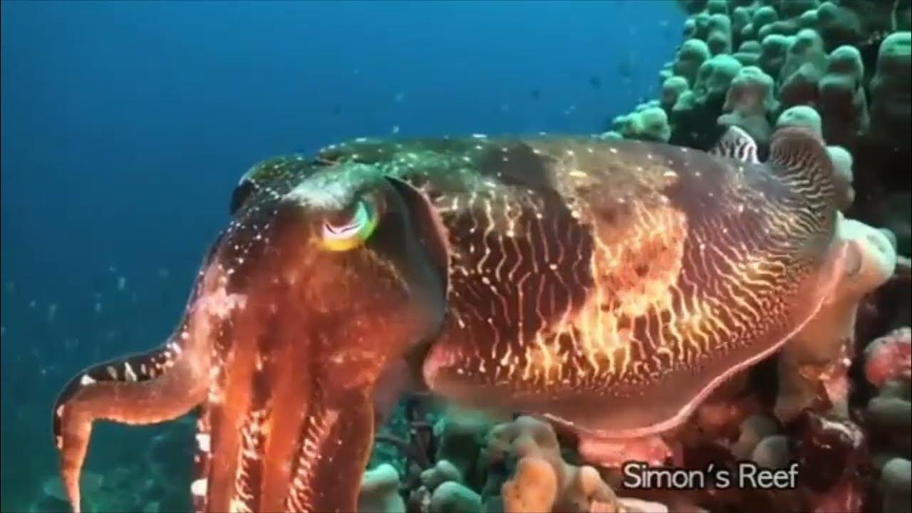 Cuttlefish stoned out and does not know where it is YouTube